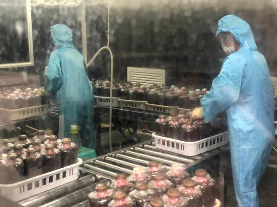 南靖食用菌产业采用工厂化生产工艺 年产值超11亿元