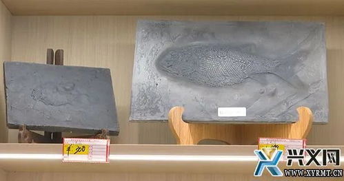 古生物化石工艺品 让游客把贵州龙带回家